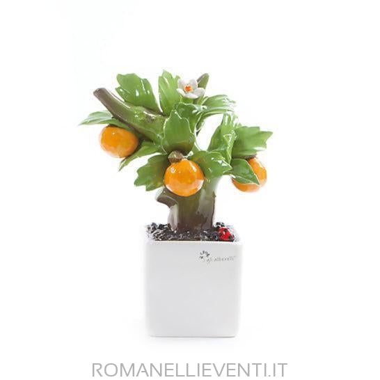 Pianta Bonsai-Gli Alberelli-Arancio-CM 12x18-Romanelli Eventi