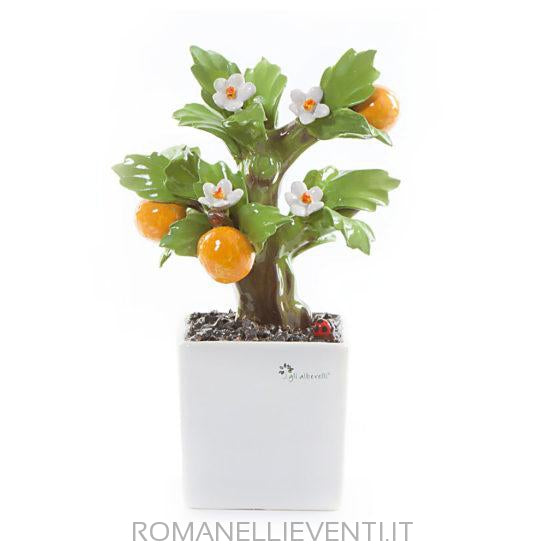 Pianta Bonsai-Gli Alberelli-Arancio-CM 14x21-Romanelli Eventi