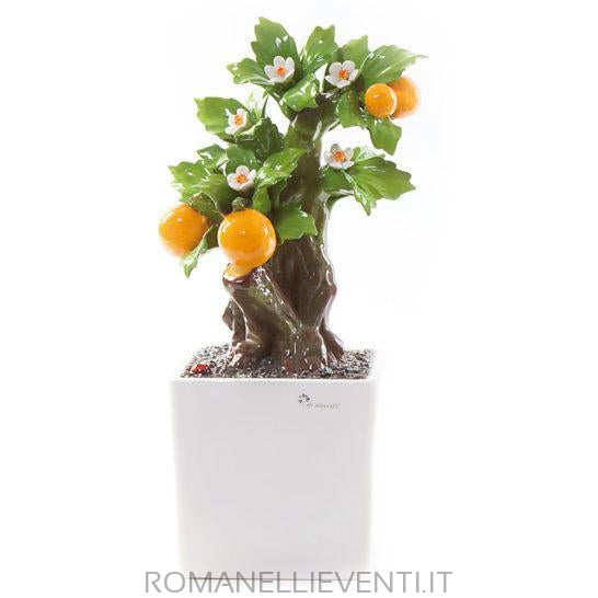 Pianta Bonsai-Gli Alberelli-Arancio-CM 26x34-Romanelli Eventi