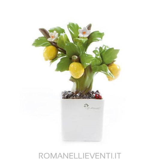 Pianta Bonsai-Gli Alberelli-Limone-CM 12x18-Romanelli Eventi