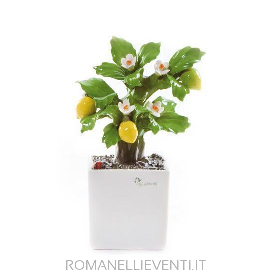 Pianta Bonsai-Gli Alberelli-Limone-CM 14x21-Romanelli Eventi