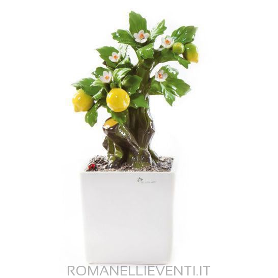 Pianta Bonsai-Gli Alberelli-Limone-CM 26x34-Romanelli Eventi