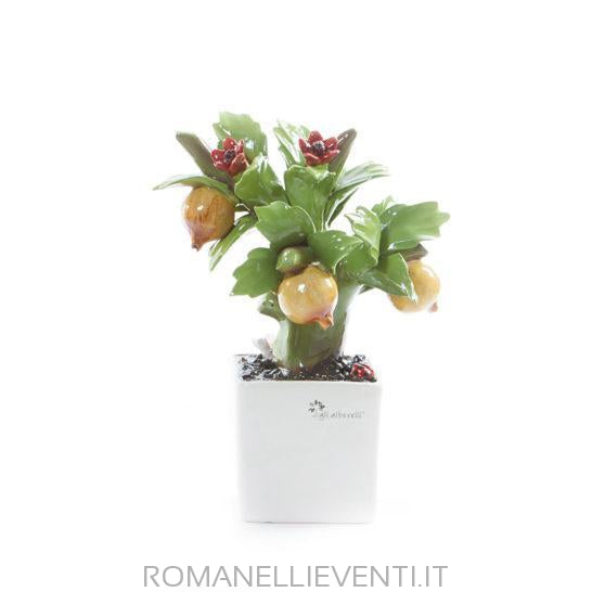 Pianta Bonsai-Gli Alberelli-Melograno-CM 12x18-Romanelli Eventi