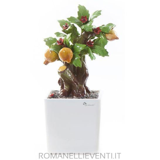 Pianta Bonsai-Gli Alberelli-Melograno-CM 26x34-Romanelli Eventi