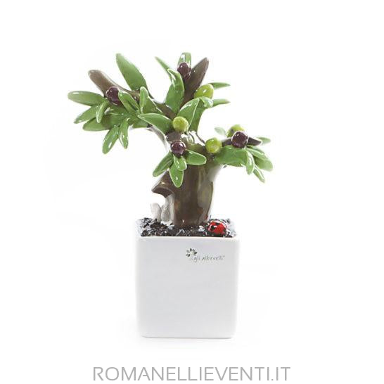 Pianta Bonsai-Gli Alberelli-Olivo-CM 12x18-Romanelli Eventi