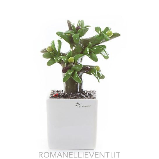 Pianta Bonsai-Gli Alberelli-Olivo-CM 14x21-Romanelli Eventi