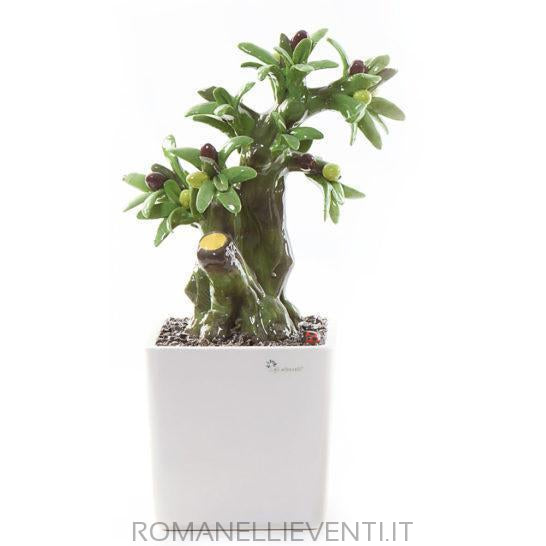 Pianta Bonsai-Gli Alberelli-Olivo-CM 26x34-Romanelli Eventi