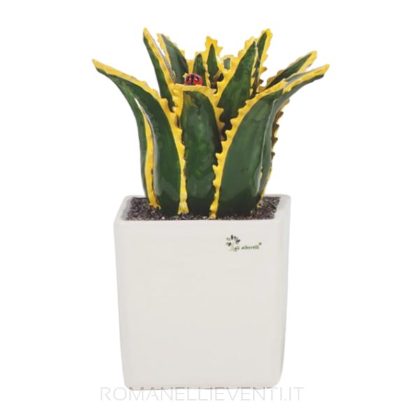 Pianta grassa grande - Agave cm 20x33-Gli Alberelli-Romanelli Eventi