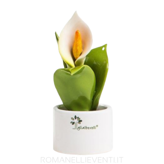 Pianta Natura mignon Calla 6 x 11 cm-Gli Alberelli-Romanelli Eventi