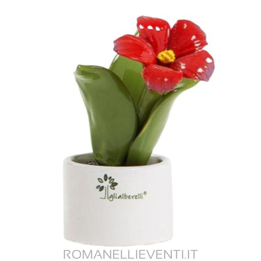 Pianta Natura mignon Fiore Ibisus 6 X 11 CM-Gli Alberelli-Romanelli Eventi